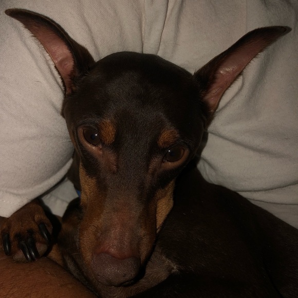 Meet your Posher, Jackson - Picture 1 of 1